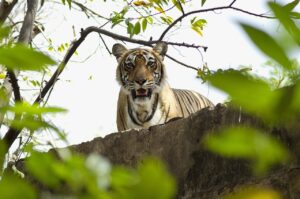 tiger, nature, jungle-5185775.jpg